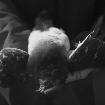 AMENRA (B)